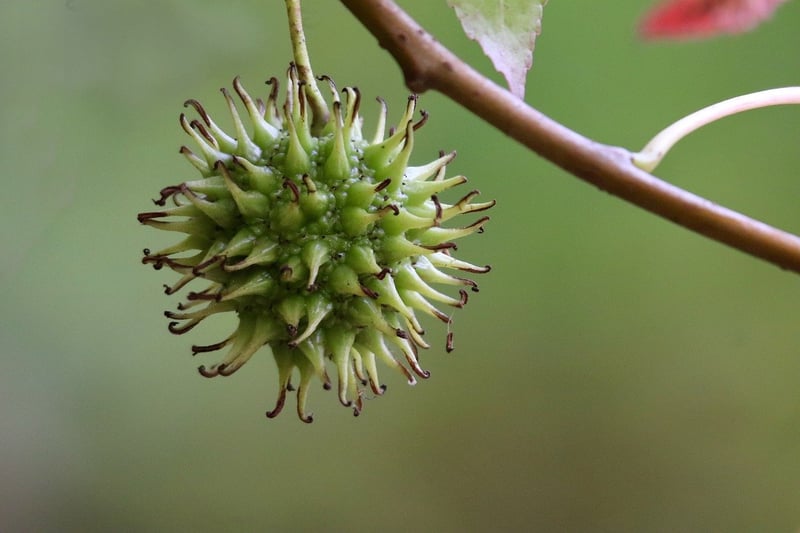 Fruits