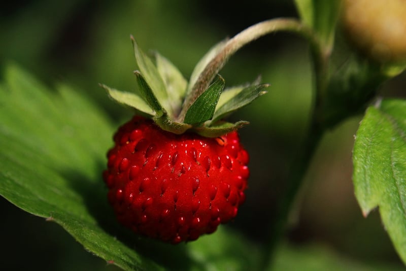 Strawberries
